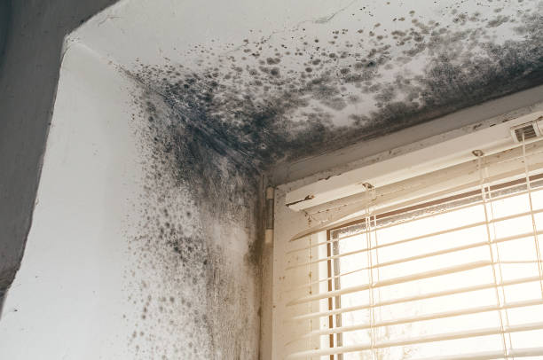 Affordable Commercial Mold Remediation solutions in Port Royal, PA